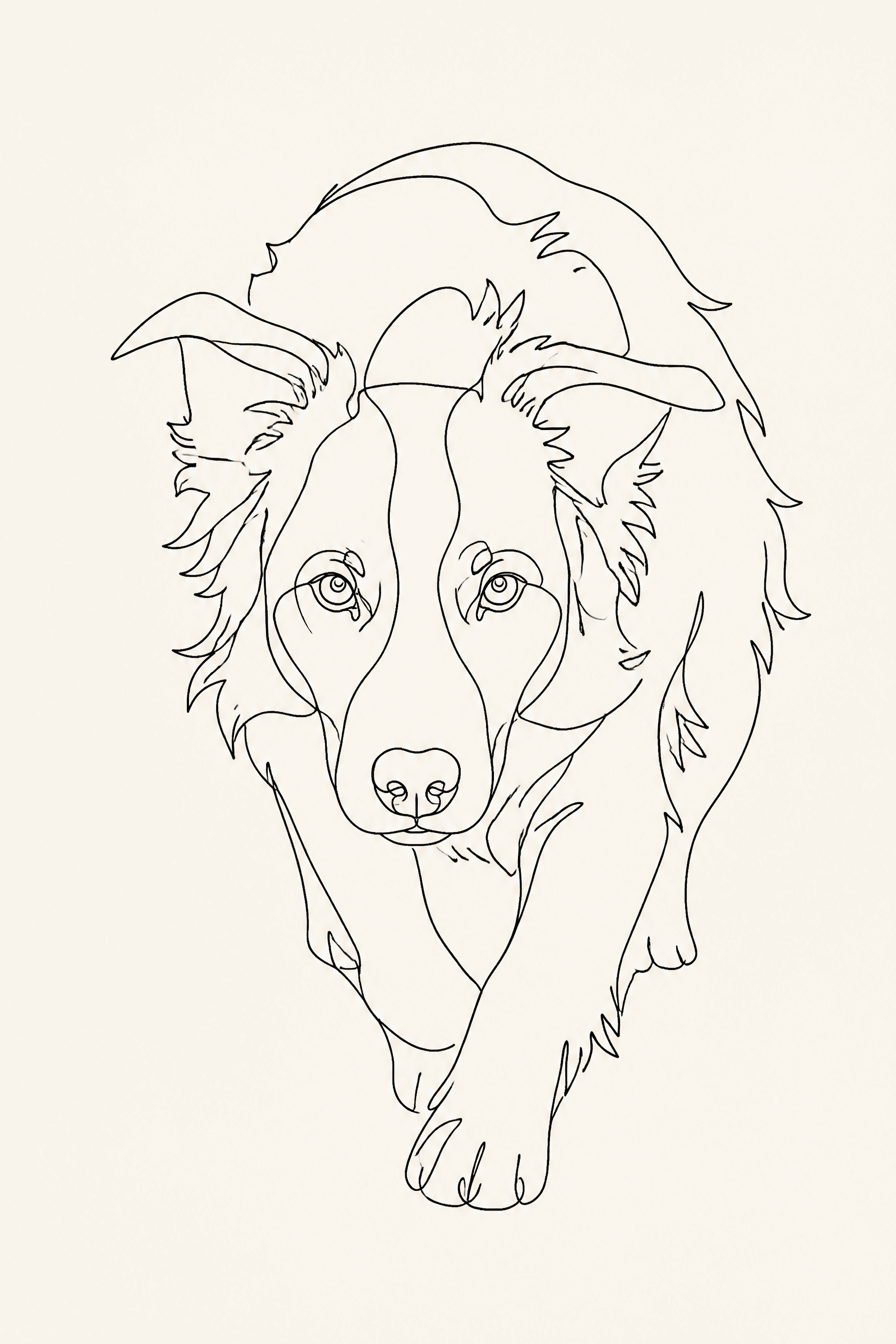 Affiche Border Collie — portrait line art