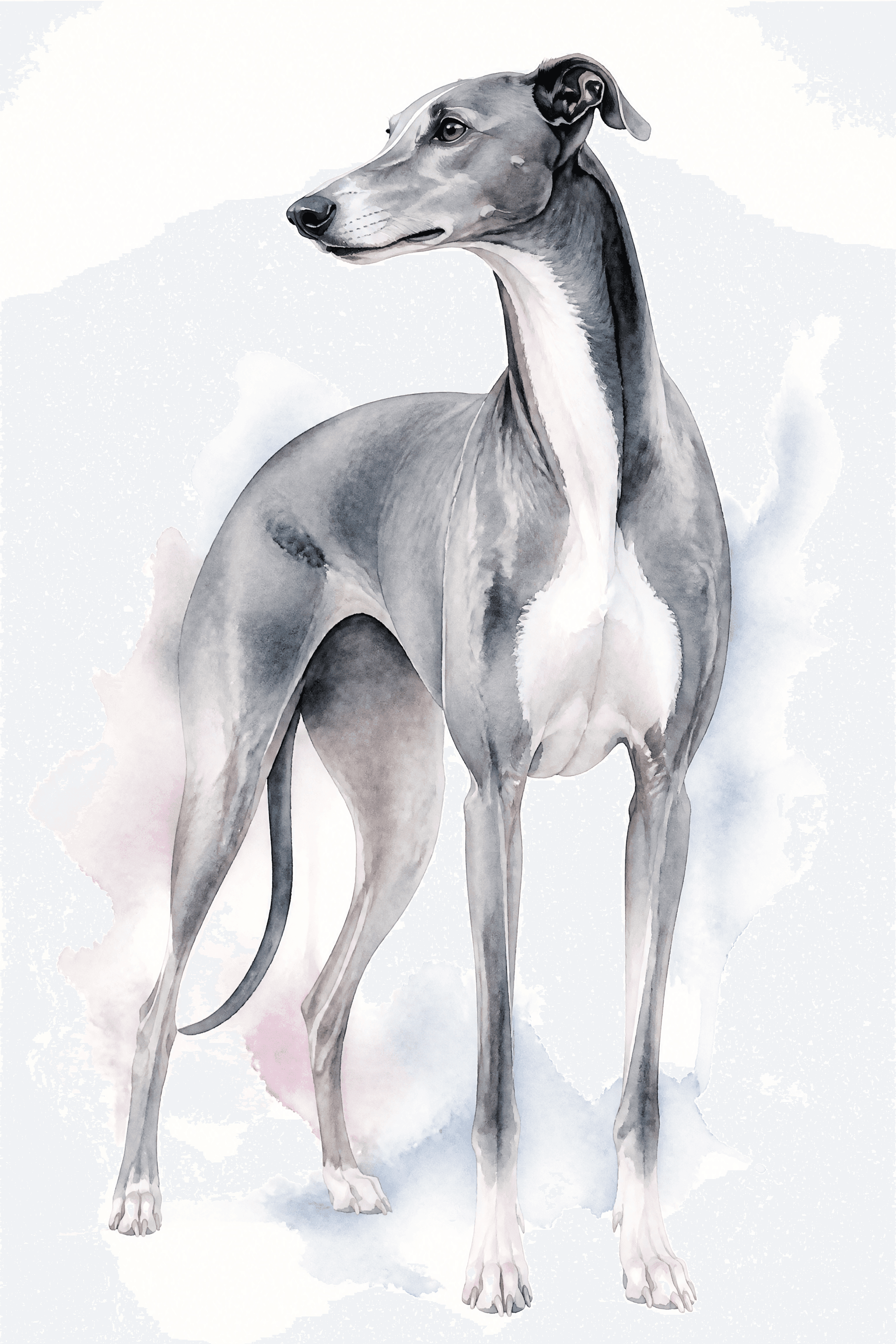 Affiche Lévrier Greyhound — portrait aquarelle