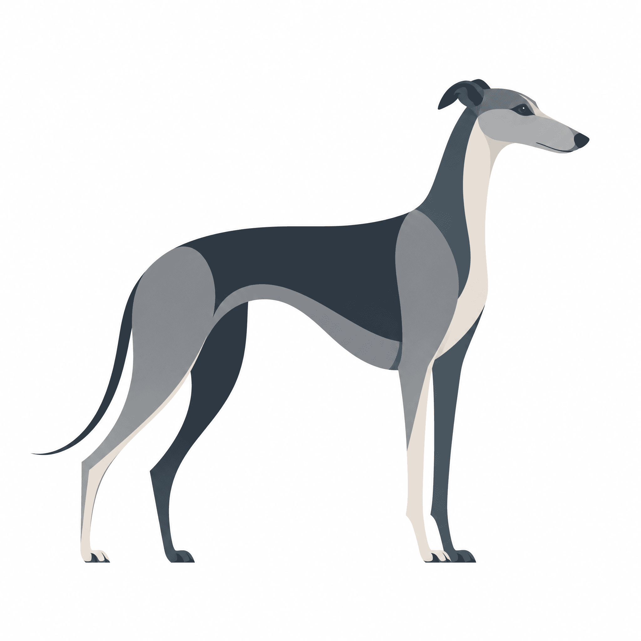 Affiche Lévrier Greyhound — portrait flat graphic