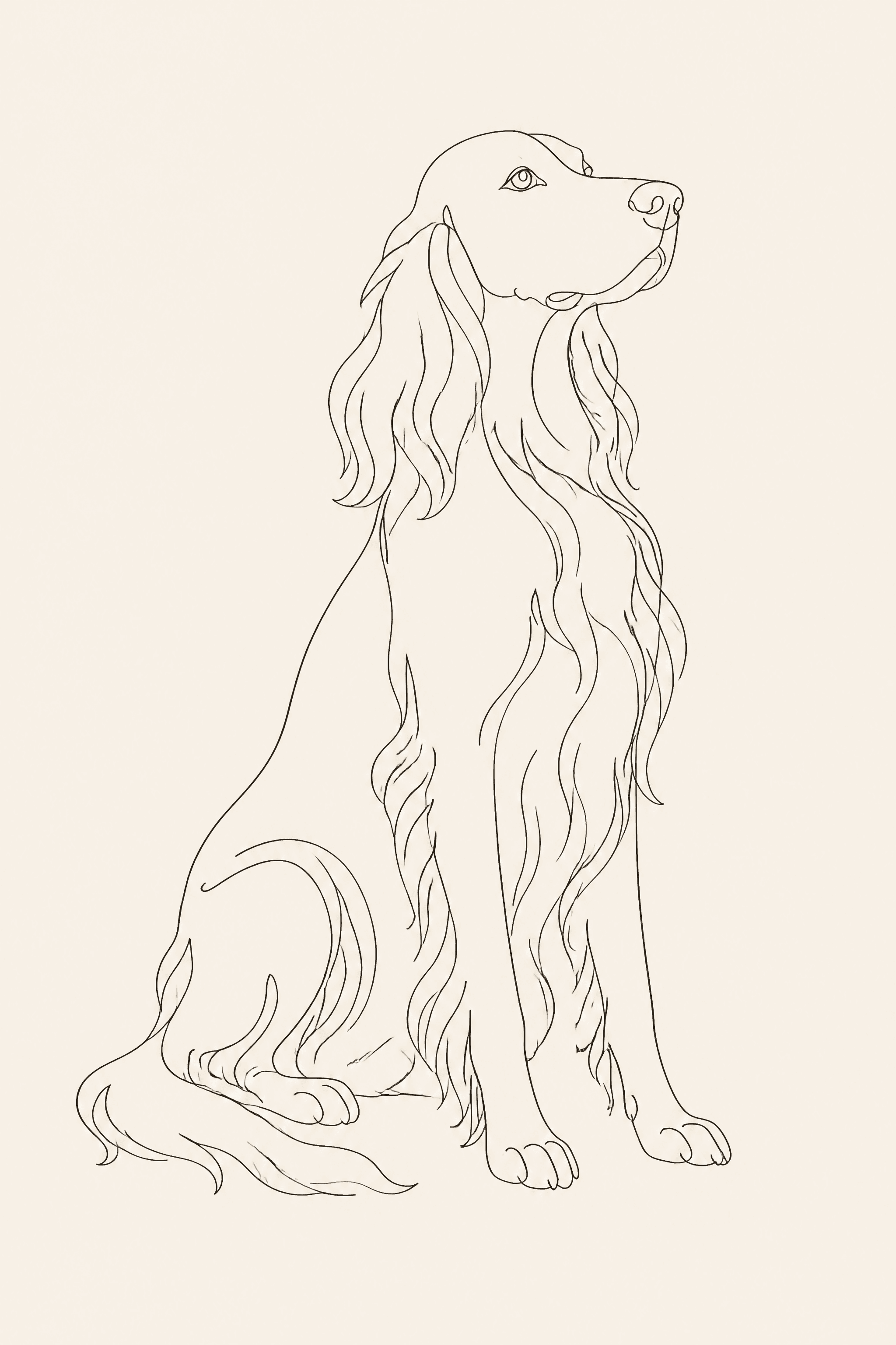 Affiche Setter Irlandais — portrait line art