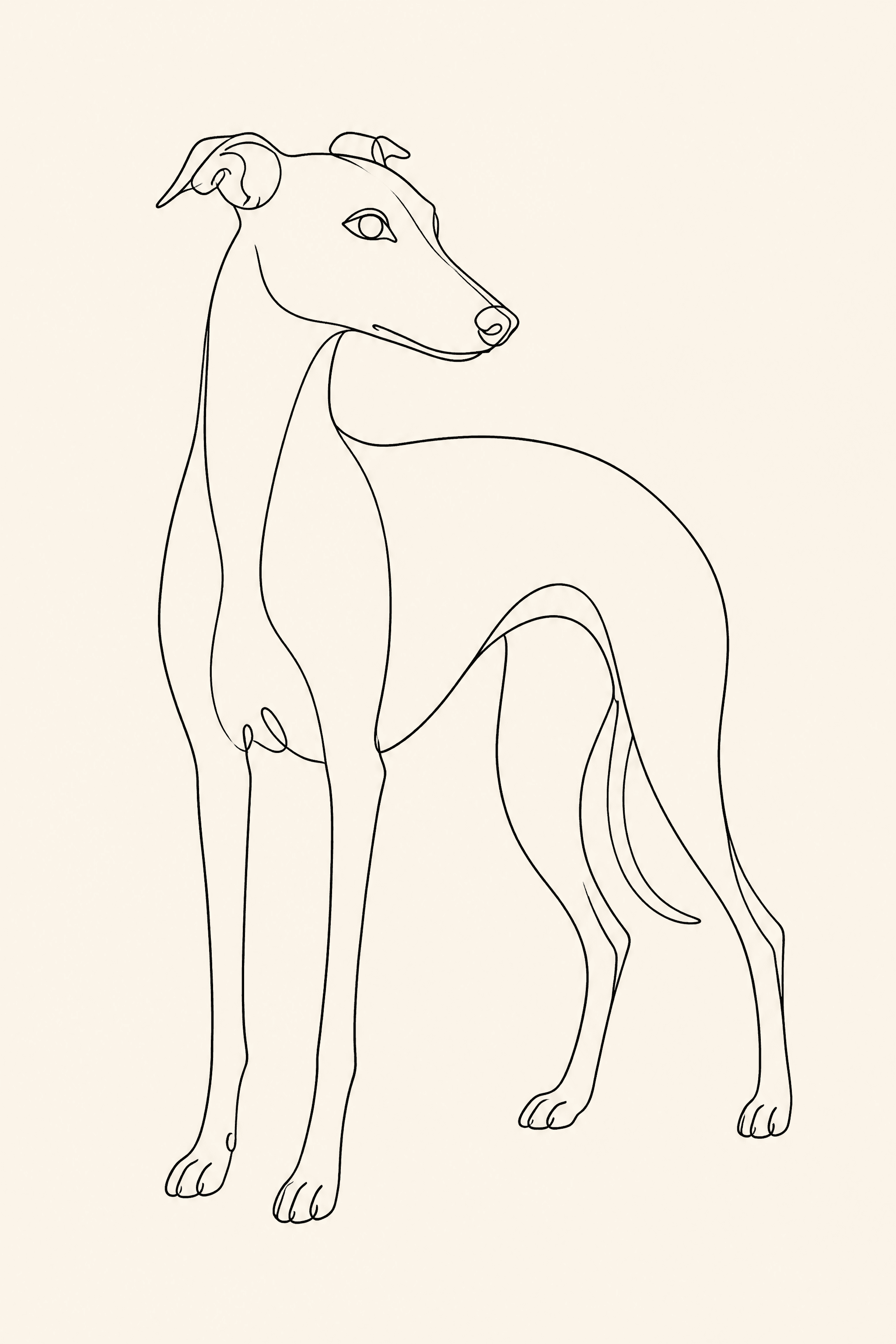 Affiche Whippet — portrait line art